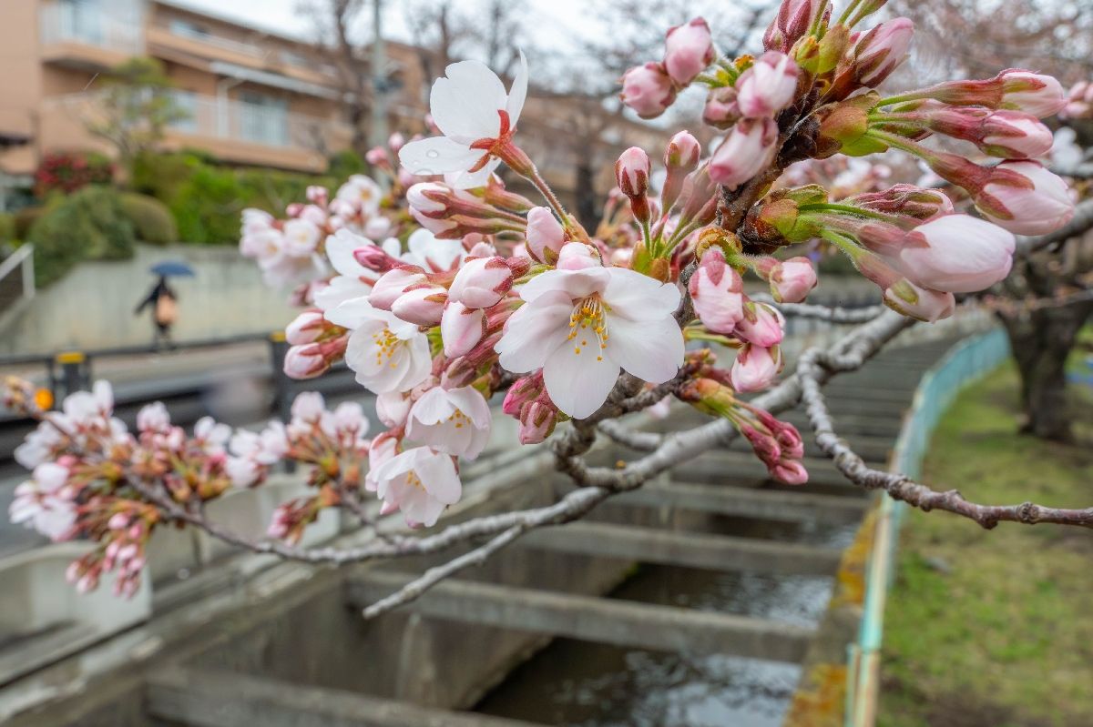 0410長根公園の桜