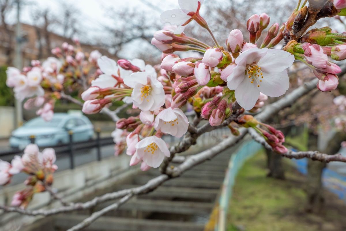 0410長根公園の桜