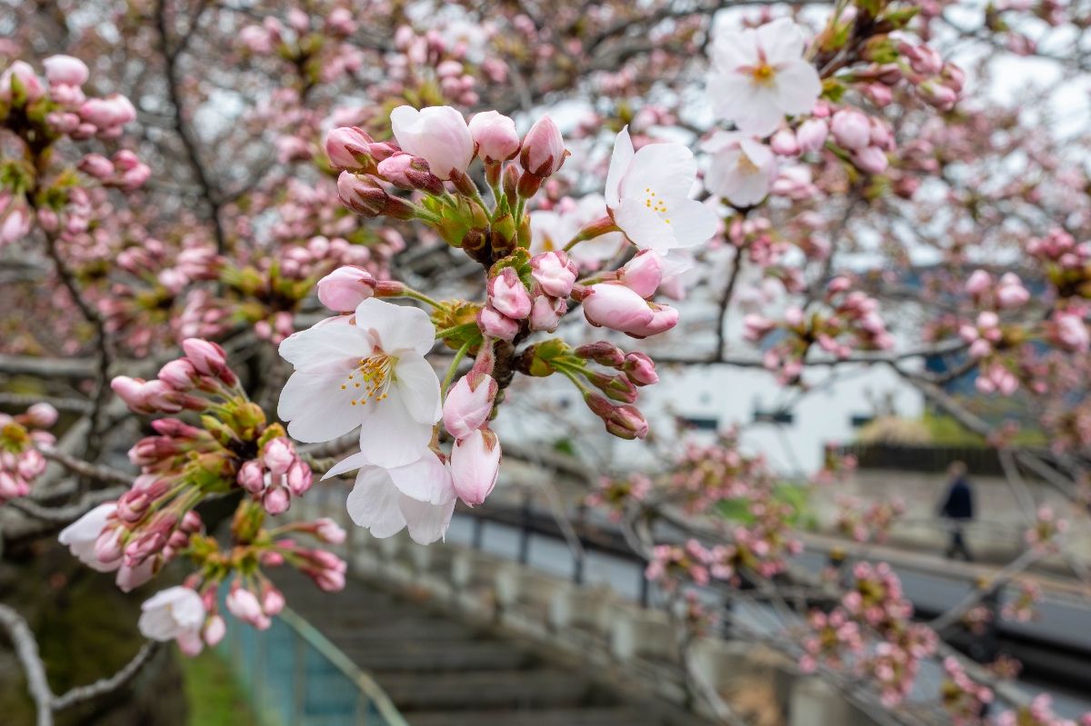 0410長根公園の桜