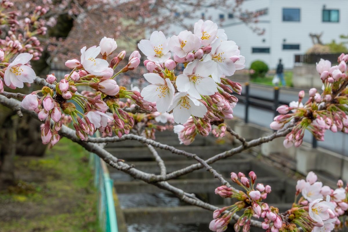 0410長根公園の桜