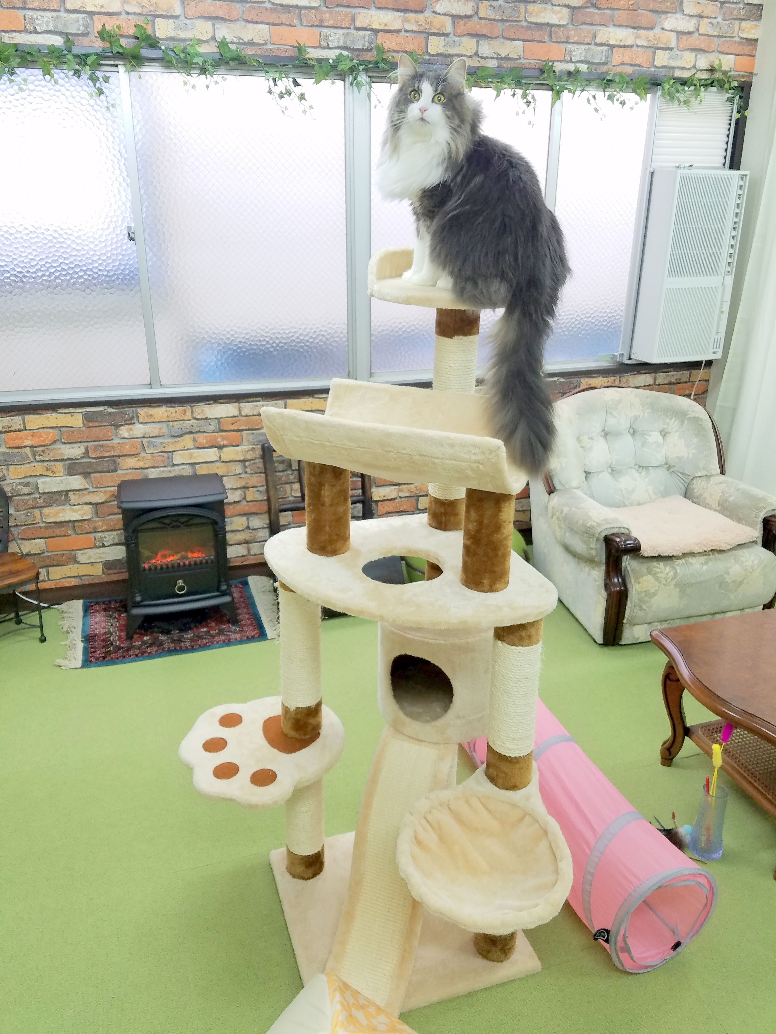キャットホテル猫八