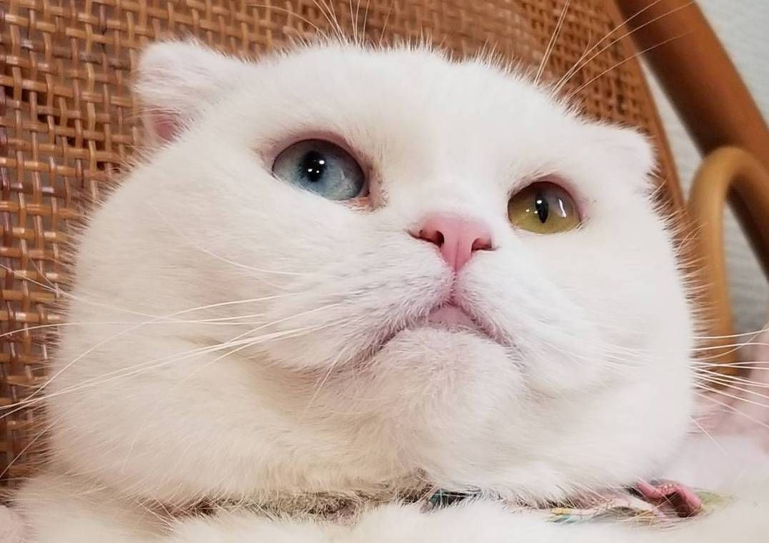 ねこカフェ猫八