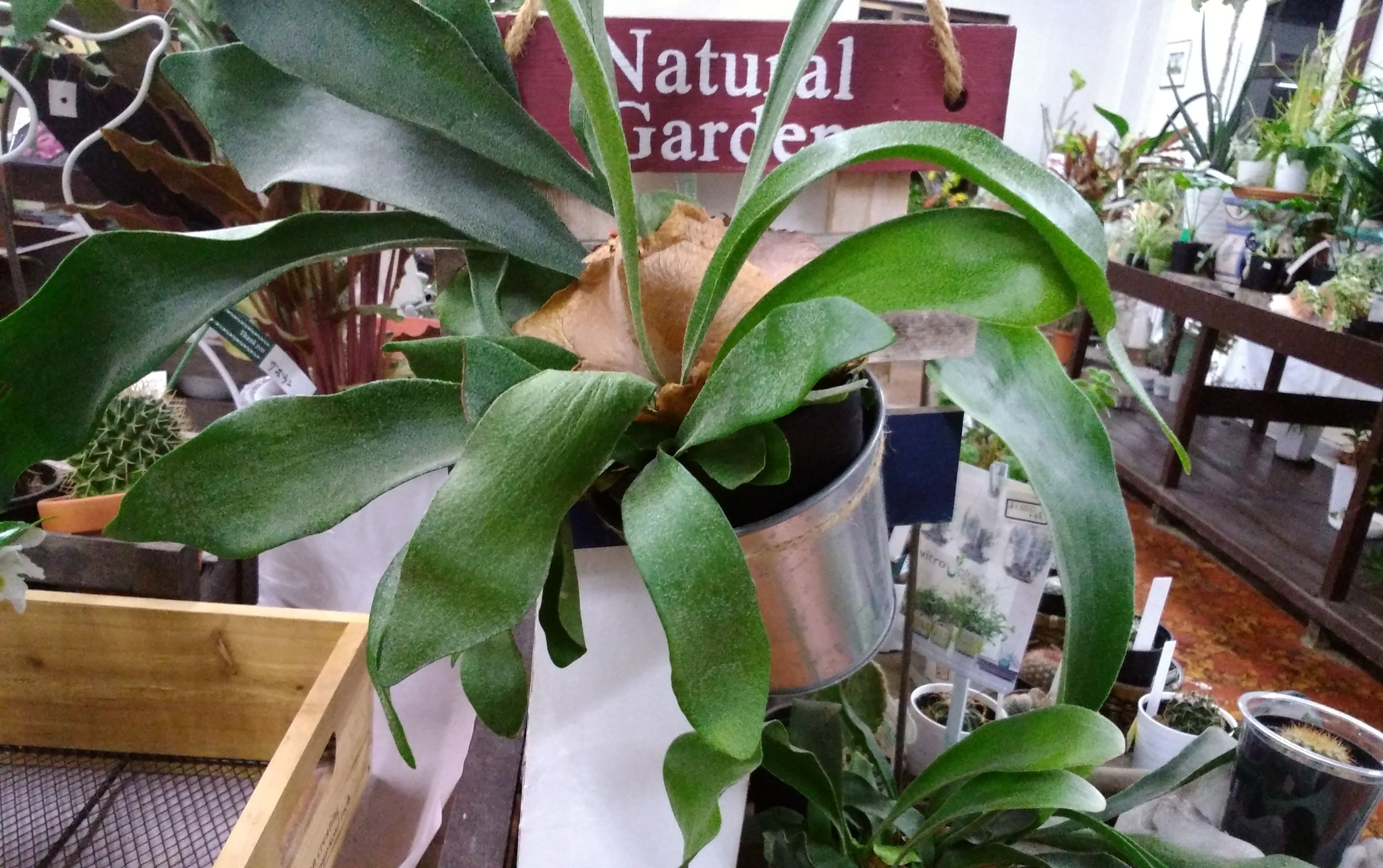 株式会社花生植物園
